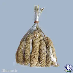 ارزن خوشه ای ( خوشه ارزن ) » آی آر دانه
