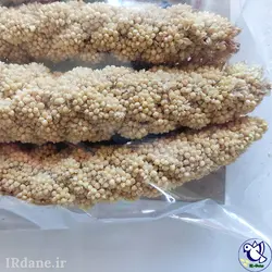 ارزن خوشه ای ( خوشه ارزن ) » آی آر دانه
