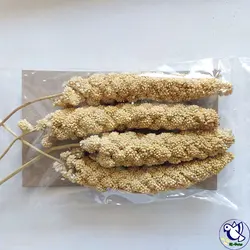 ارزن خوشه ای ( خوشه ارزن ) » آی آر دانه