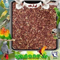 دانه جارو » آی آر دانه