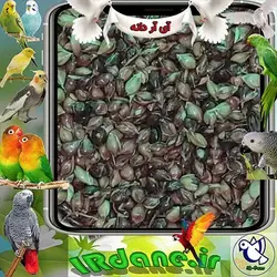 دانه جارو » آی آر دانه