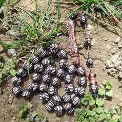 تسبیح کشکول نقره کوب کد 2 | تسبیح اصل | تسبیح اورجینال | تسبیح صلوات | تسبیح متبرک | تسبیح آنتیک و کلکسیونی و عتیقه | تسبیح طبیعی | تسبیح فاخر | هدیه روز پدر | تسبیح دست ساز