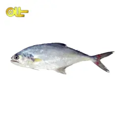 ماهی تازه سارم کیلویی