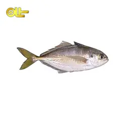 ماهی تازه گیش کیلویی
