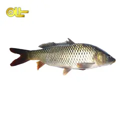 ماهی تازه کپور کیلویی