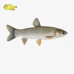 ماهی تازه آمور کیلویی