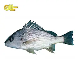 ماهی تازه سنگسر کیلویی