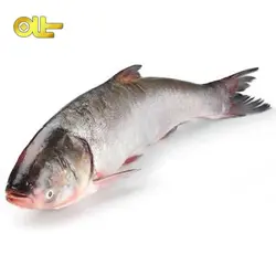 ماهی تازه آزاد کیلویی