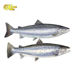 ماهی تازه سالمون کیلویی