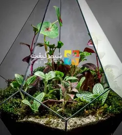 تراریوم الماسی 2 (ایستاده) - سه سایز