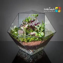 تراریوم چند ضلعی بزرگ