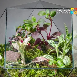 تراریوم چند ضلعی بزرگ