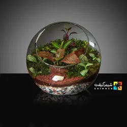 تراریوم کروی توپی