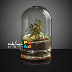 تراریوم مدل ارکیده