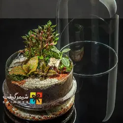 تراریوم مدل ارکیده