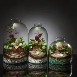 تراریوم مدل راین