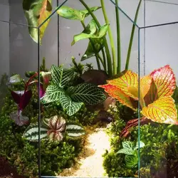 تراریوم مدل مانتیس (4 سایز)