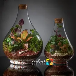 تراریوم مدل طاووسی