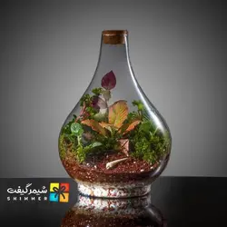 تراریوم مدل طاووسی