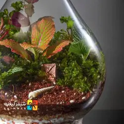 تراریوم مدل طاووسی