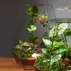 تراریوم مدل ویکتوریا