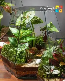 تراریوم مدل ویکتوریا