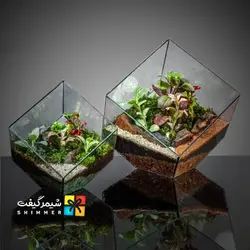 تراریوم مربعی