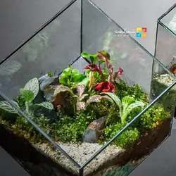 تراریوم مربعی