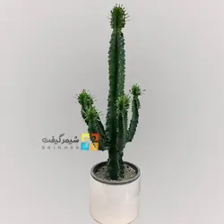 کاکتوس آفوربیا اینگنس