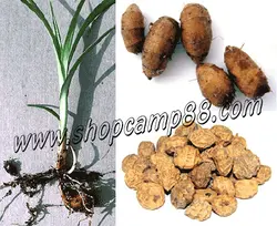 طعمه تایگرناتس خشک مخصوص کپور