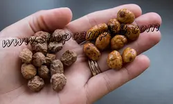 طعمه تایگرناتس خشک مخصوص کپور