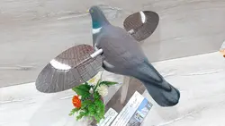 ماکت فاخته (کبوتر جنگلی) بالزن مخملی