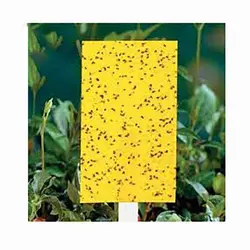 کارت جذب کننده حشرات مدل YC100 | خرید چسب حشره کش | فروشگاه آنلاین سام شاپ