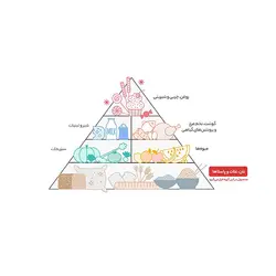 کنجد برشته نمکی عقاب | خرید محصولات عقاب | فروشگاه آنلاین سام شاپ