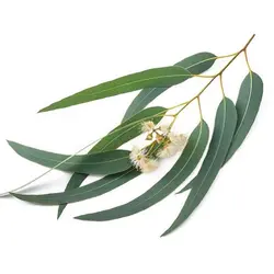 برگ اکالیپتوس خشک نوشکام - 30 گرم