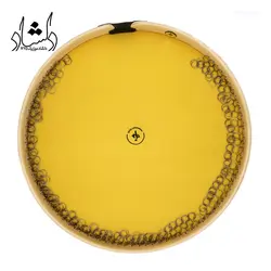 خرید و قیمت دف IP رنگی بهترین کیفیت و ارسال رایگان - دلشاد موزیک