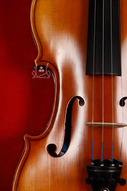 خرید و قیمت ویولن TF 142 سایز 2/4 خرید قسطی با بهترین کیفیت - دلشاد موزیک