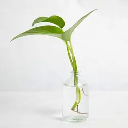 بطری ویال شیشه ای حجم 100 سی سی