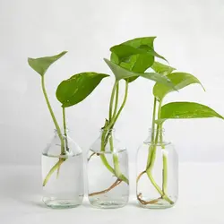 بطری ویال شیشه ای حجم 100 سی سی