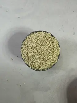 کنجد