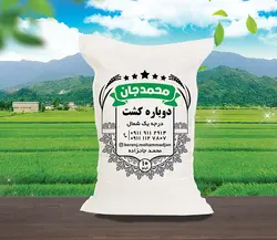 برنج دوباره کشت محمدجان