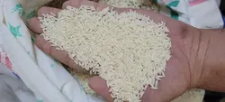 برنج هاشمی تالش