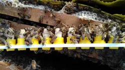 ابزار لوازم و وسایل پیوند ملکه زنبورعسل