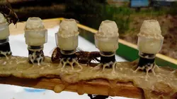 ابزار لوازم و وسایل پیوند ملکه زنبورعسل