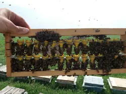 ابزار لوازم و وسایل پیوند ملکه زنبورعسل