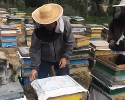 انواع کلاه توری زنبورداری | کلاه زنبورداری حصیری + قیمت کلاه دو سیم