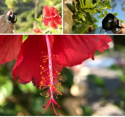 لنز کلیپسی موبایل سوپر ماکرو  IBOOLO  75mm Supe Macro 5-20X