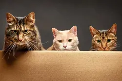 رزرو آنلاین آتلیه عکاسی