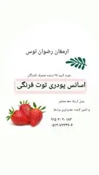 اسانس توت فرنگی 2 کیلوگرمی