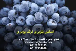 اسانس بلوبری ترک پودری
